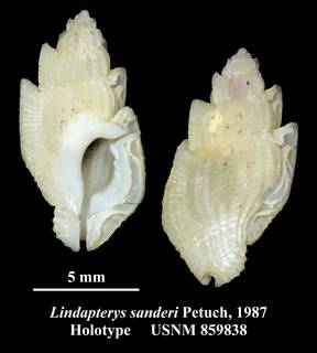 To NMNH Extant Collection (Lindapterys sanderi Petuch, 1987 Holotype USNM 859838)