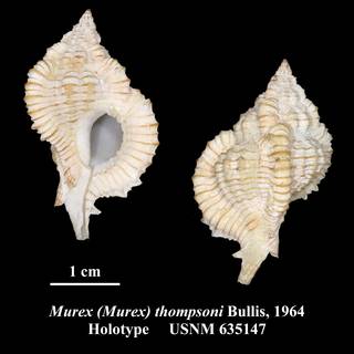 To NMNH Extant Collection (Murex (Murex) thompsoni Bullis, 1964 Holotype USNM 635147)