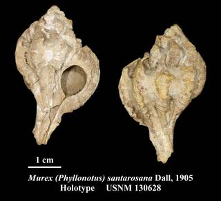 To NMNH Extant Collection (Murex (Phyllonotus) santarosana Dall, 1905 Holotype USNM 130628)