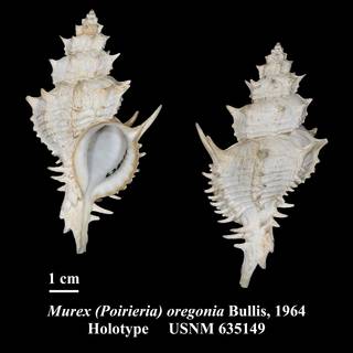 To NMNH Extant Collection (Murex (Poirieria) oregonia Bullis, 1964 Holotype USNM 635149)