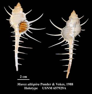To NMNH Extant Collection (Murex altispira Ponder & Vokes, 1988 Holotype USNM 657929A)