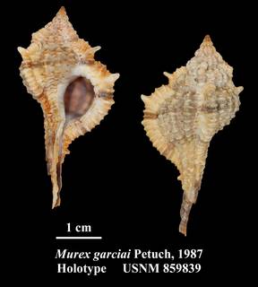 To NMNH Extant Collection (Murex garciai Petuch, 1987 Holotype USNM 859839)