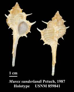 To NMNH Extant Collection (Murex sunderlandi Petuch, 1987 Holotype USNM 859841)