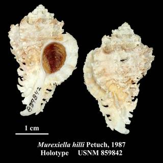To NMNH Extant Collection (Murexiella hilli Petuch, 1987 Holotype USNM 859842)