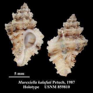 To NMNH Extant Collection (Murexiella kalafuti Petuch, 1987 Holotype USNM 859810)
