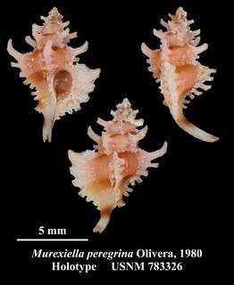 To NMNH Extant Collection (Murexiella peregrina Olivera, 1980 Holotype USNM 783326)