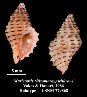 To NMNH Extant Collection (Muricopsis (Risomurex) withrowi Vokes & Houart, 1986 Holotype USNM 779868)