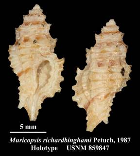 To NMNH Extant Collection (Muricopsis richardbinghami Petuch, 1987 Holotype USNM 859847)