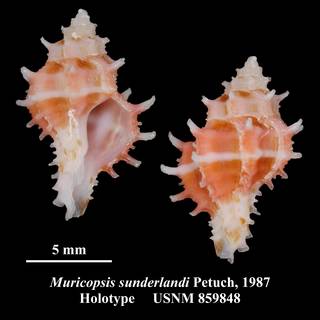 To NMNH Extant Collection (Muricopsis sunderlandi Petuch, 1987 Holotype USNM 859848)