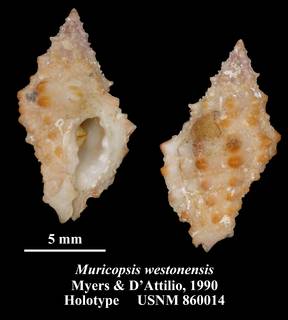 To NMNH Extant Collection (Muricopsis westonensis Myers & D'Attilio, 1990 Holotype USNM 860014)