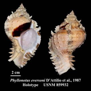 To NMNH Extant Collection (Phyllonotus eversoni D'Attilio et al., 1987 Holotype USNM 859932)
