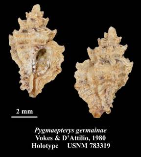 To NMNH Extant Collection (Pygmaepterys germainae Vokes & D'Attilio Holotype USNM 783319)