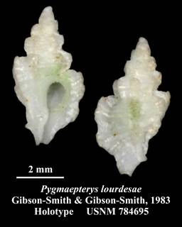 To NMNH Extant Collection (Pygmaepterys lourdesae Gibson-Smith & Gibson-Smith, 1983 Holotype USNM 784695)