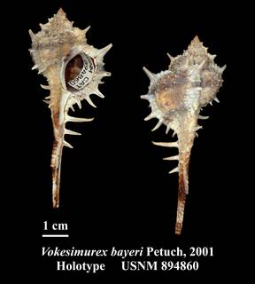 To NMNH Extant Collection (Vokesimurex bayeri Petuch, 2001 Holotype USNM 894860)