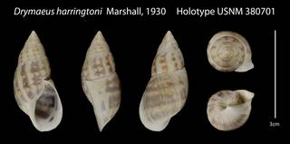 To NMNH Extant Collection (Drymaeus harringtoni Marshall, 1930 Holotype USNM 380701)