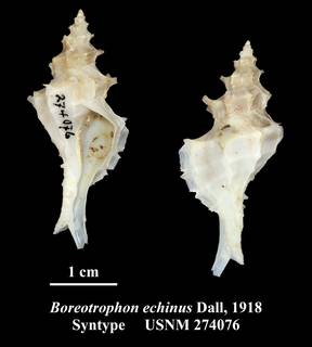 To NMNH Extant Collection (Boreotrophon echinus Dall, 1918 Syntype USNM 274076)