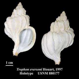 To NMNH Extant Collection (Trophon eversoni Houart, 1997 Holotype USNM 880177)