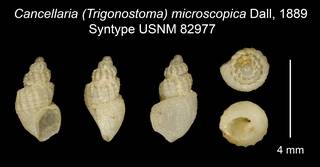To NMNH Extant Collection (Cancellaria (Trigonostoma) microscopica Dall, 1889 Syntype USNM 82977)