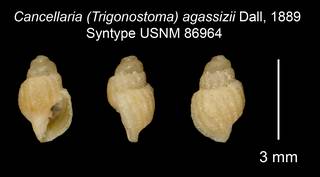 To NMNH Extant Collection (Cancellaria (Trigonostoma) agassizii Dall, 1889 Syntype USNM 86964)