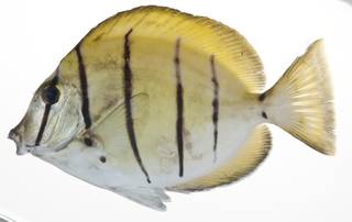 To NMNH Extant Collection (Acanthurus triostegus USNM 409099 photograph lateral view)