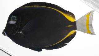 To NMNH Extant Collection (Acanthurus nigricans USNM 409102 photograph lateral view)