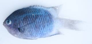 To NMNH Extant Collection (Chromis fatuhivae USNM 409143 photograph lateral view)