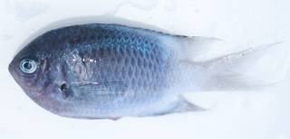 To NMNH Extant Collection (Chromis fatuhivae USNM 409144 photograph lateral view)