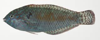 To NMNH Extant Collection (Macropharyngodon meleagris USNM 409153 photograph lateral view)
