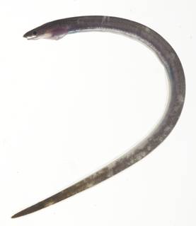To NMNH Extant Collection (Ophichthidae USNM 409172 photograph lateral view)