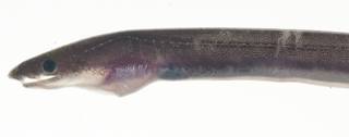 To NMNH Extant Collection (Ophichthidae USNM 409172 photograph head lateral view)