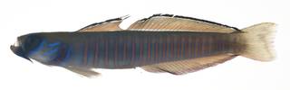 To NMNH Extant Collection (Ptereleotris zebra USNM 409174 photograph lateral view)