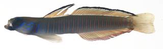 To NMNH Extant Collection (Ptereleotris zebra USNM 409175 photograph lateral view)