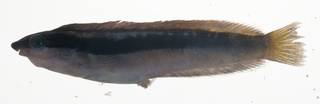 To NMNH Extant Collection (Aspidontus taeniatus USNM 409189 photograph lateral view)