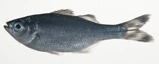 To NMNH Extant Collection (Kuhlia petiti USNM 409190 photograph lateral view)
