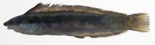 To NMNH Extant Collection (Aspidontus taeniatus USNM 409195 photograph lateral view)