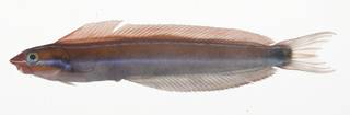 To NMNH Extant Collection (Plagiotremus rhinorhynchos USNM 409204 photograph lateral view)