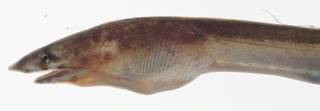 To NMNH Extant Collection (Callechelys randalli USNM 409225 photograph head lateral view)