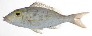 To NMNH Extant Collection (Lethrinus xanthochilus USNM 409268 photograph lateral view)