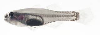 To NMNH Extant Collection (Pseudamiops gracilicauda USNM 409275 photograph lateral view)