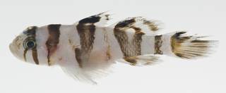 To NMNH Extant Collection (Priolepis nocturna USNM 409280 photograph lateral view)