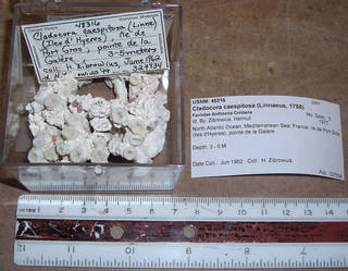 To NMNH Extant Collection (IZ COE 48316 fragments)