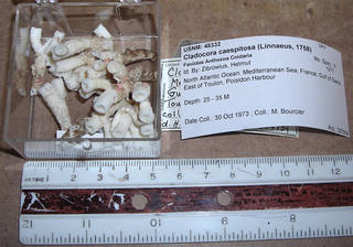 To NMNH Extant Collection (IZ COE 48332 fragments)