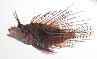 To NMNH Extant Collection (Pterois antennata USNM 409298 photograph lateral view)