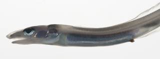 To NMNH Extant Collection (Gnathophis USNM 409315 photograph head lateral view)