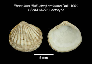 To NMNH Extant Collection (IZ MOL 64276 Phacoides amiantus Lectotype plate)