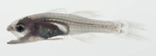 To NMNH Extant Collection (Gymnapogon urospilotus USNM 409381 photograph lateral view)