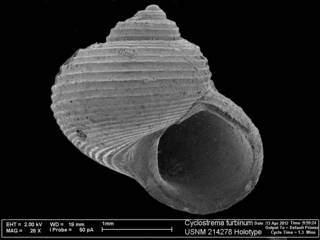 To NMNH Extant Collection (IZ MOL 214278 Cyclostrema turbinum Holotype SEM apertural view)