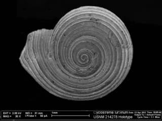 To NMNH Extant Collection (IZ MOL 214278 Cyclostrema turbinum Holotype SEM apical view)