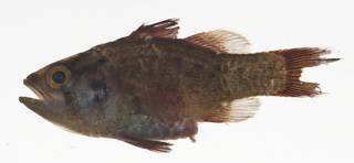 To NMNH Extant Collection (Apogonichthys perdix USNM 409402 photograph lateral view)