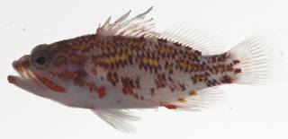 To NMNH Extant Collection (Plectranthias USNM 409425 photograph lateral view)